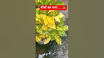 ☘️पौधौ का नशा....🪴#garden #youtube #gardenplants #video #gardening
