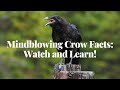 Mindblowing crow facts watch and learn