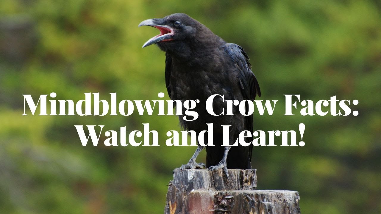 Learning Crow Mindblowing Crow Facts: Watch and Learn! - YouTube