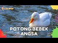 ✅ LAGU POTONG BEBEK ANGSA - Lagu Anak Balita | Lagu Anak Indonesia | Lagu Anak Populer