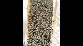 Nictar Bee Farm, Johor, Malaysia