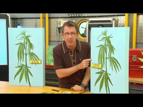 Quelle différence entre chanvre et cannabis ? - C'est Pas Sorcier