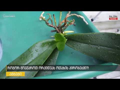 როგორ მოვუაროთ ორქიდეას ოთახის პირობებში?