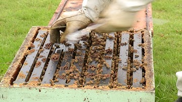 Chemical control of varroa