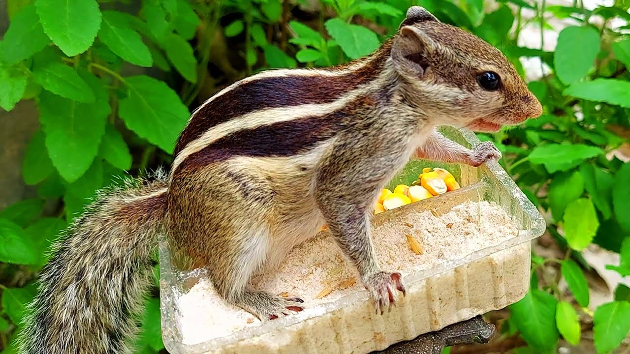 The freedom squirrel videos for cats and dogs youtube