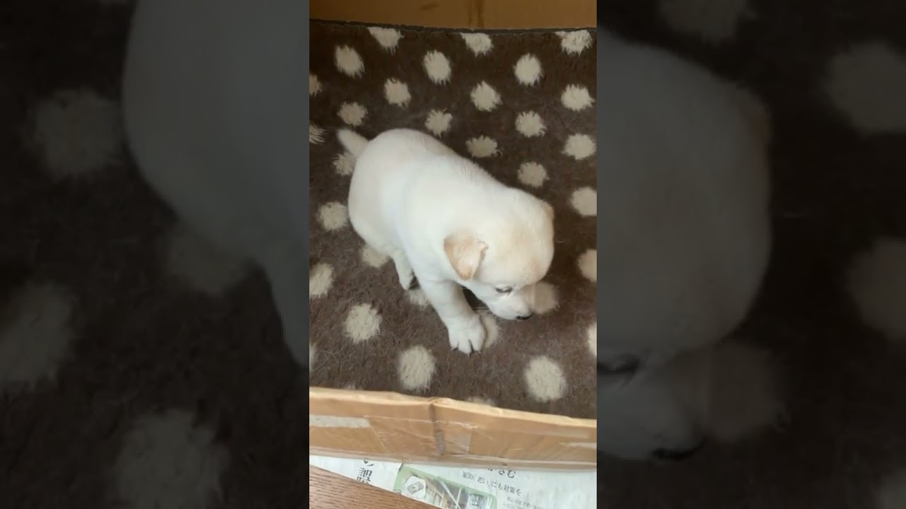 可愛い子犬 可愛い犬 子犬の成長 子犬 子犬しつけ 成長記録 柴犬 白 白犬 こいぬのいる暮らし 癒し 癒し犬 癒し系 癒し動画 癒し姫 動物 動物園 犬 イヌ生活 Youtube
