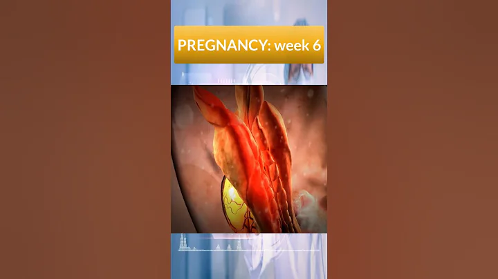 Pregnancy week 6 #shorts #youtubeshorts