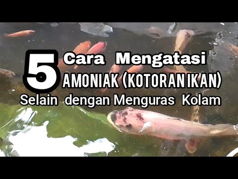 Video: Cara Mencuci Tumbuhan Ikan Ikan