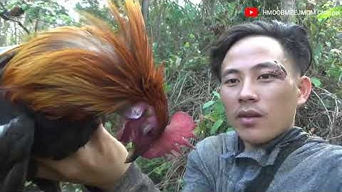 เข้าป่าต่อไก่ป่า - yos hav zoov dib qaib qus