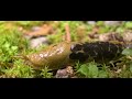 Banana Slug (15sec )