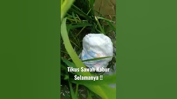 Cara Usir Tikus disawah ! #shorts #usirtikusselamanya #trik #petani