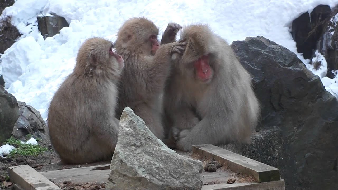 地獄谷野猿公苑 猿の毛づくろい Youtube