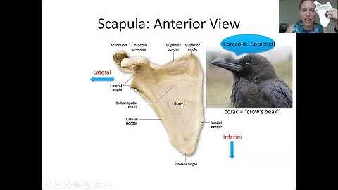 Appendicular Pectoral Girdle