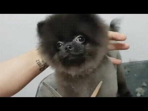 cutest-dog-gets-a-haircut
