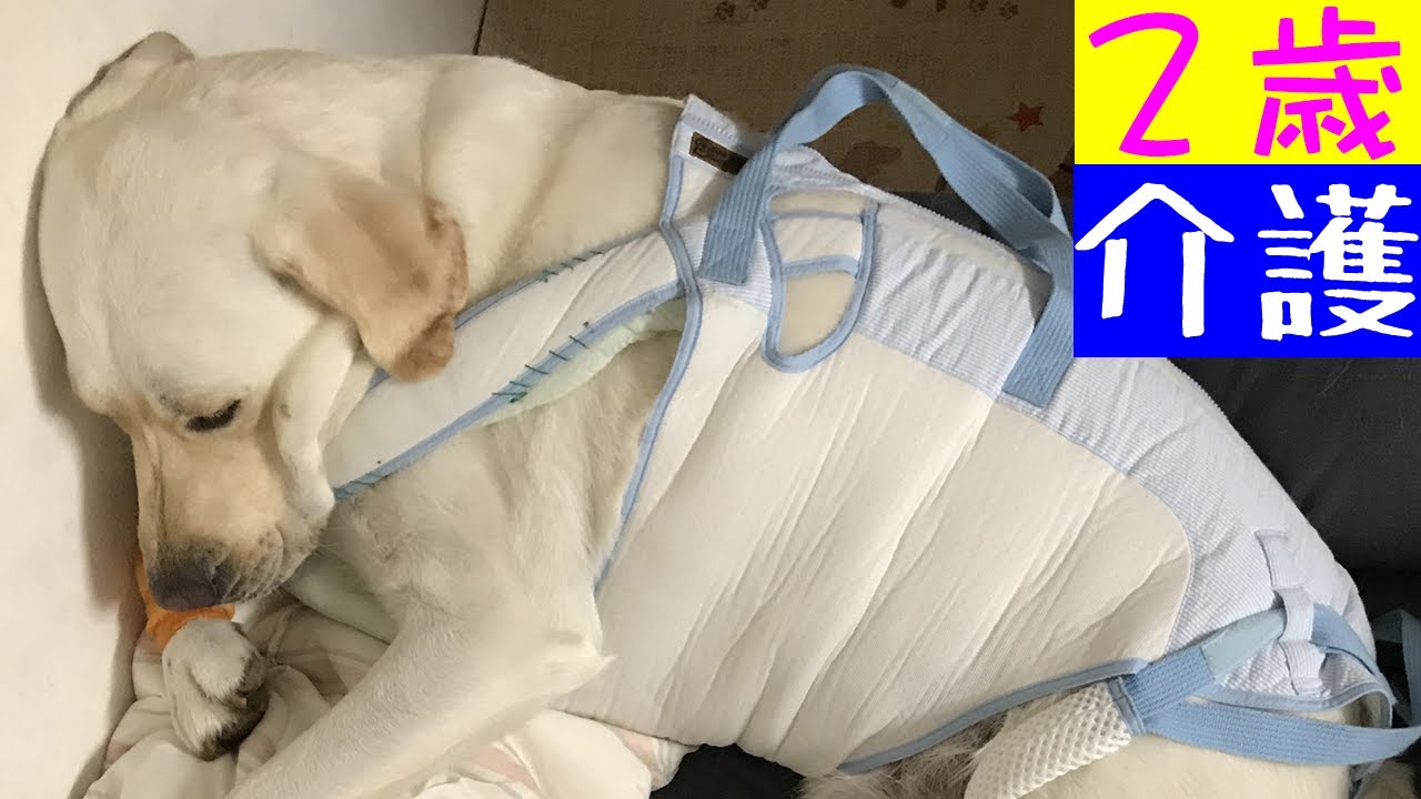 2歳ラブラドールレトリバーどん 介護生活 心配ありがとう Labrador Retriever Don Youtube