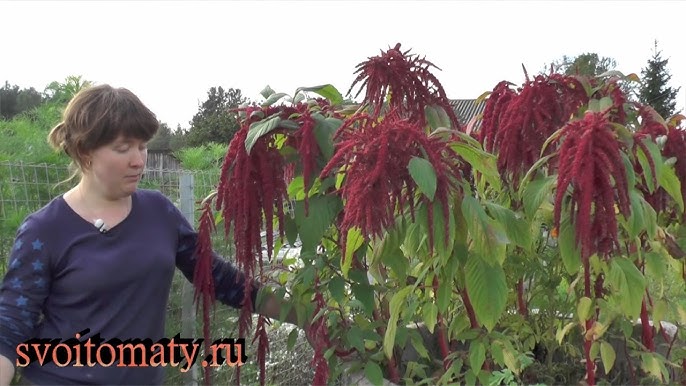 Зеленый амарант