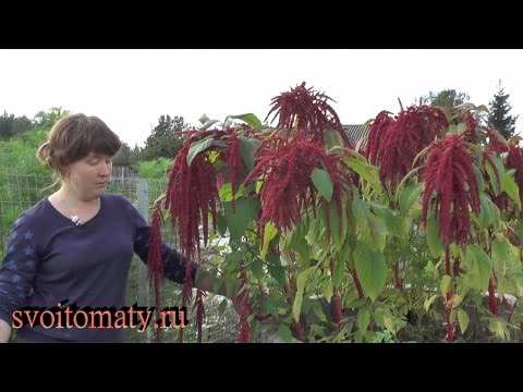 Video: Amarants Kulinārijā, Medicīnā Un Dārza Dizainā