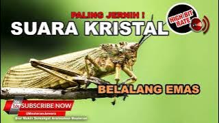 Masteran belalang emas rapat