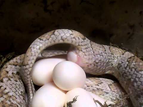 Corn Snake laying an egg