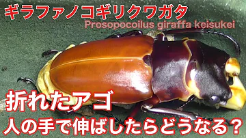 ギラファノコギリクワガタ折り