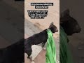 🐾#maggot #dogrescue #straysavioursmetilda