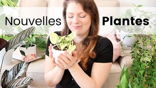 PLANT HAUL - Plantes rares et communes, haul plantes d'intérieur | mes derniers achats en jardinerie