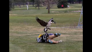 Photos of high school golfer being attacked by goose go viral