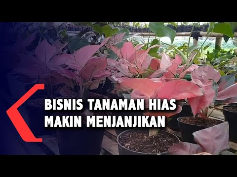 Makin Marak, Bisnis Tanaman Hias Makin Menjanjikan