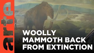 Could We Bring Back the Wooly Mammoth? I ARTE.tv Documentary