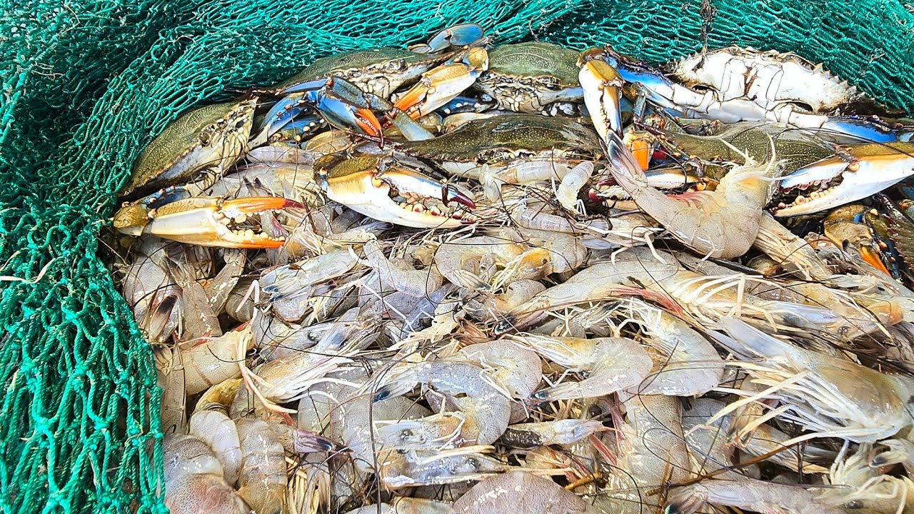 Trawling the Louisiana Marsh for the Ultimate Seafood Bounty! (SHRIMP and BLUE CRABS)