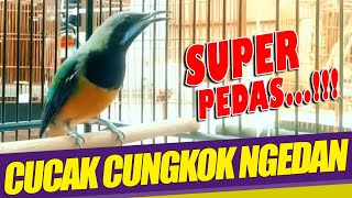 CUNGKOK SUPER GACOR cungkok ngerol panjang suara pedas