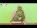 Poor Monkey KAKO Crying On Chair Want Hug MOM Go To Down Stair