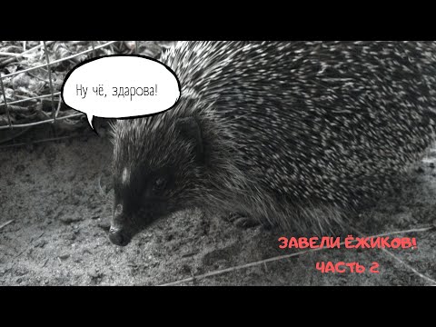 ЗАВЕЛИ ЁЖИКОВ - ЧАСТЬ 2!