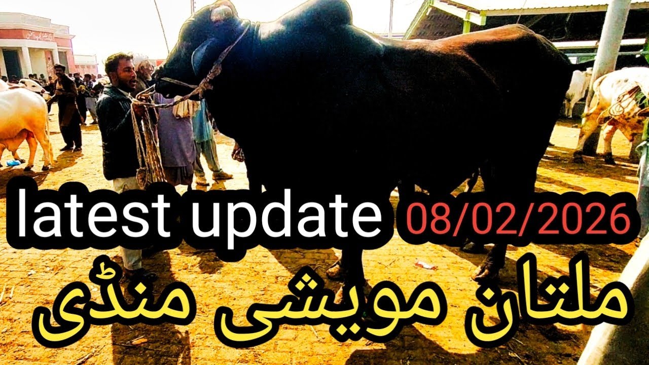 Multan cow mandi latest update, 08/02/2026,  ملتان مویشی منڈی فریش اپڈیٹ 