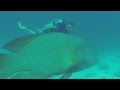 Big Napoleon Fish with David