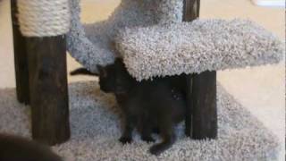 Kittens Playing_1.mpg by XocolCat 47 views 13 years ago 1 minute, 34 seconds