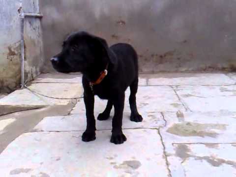 black lab 3 months old