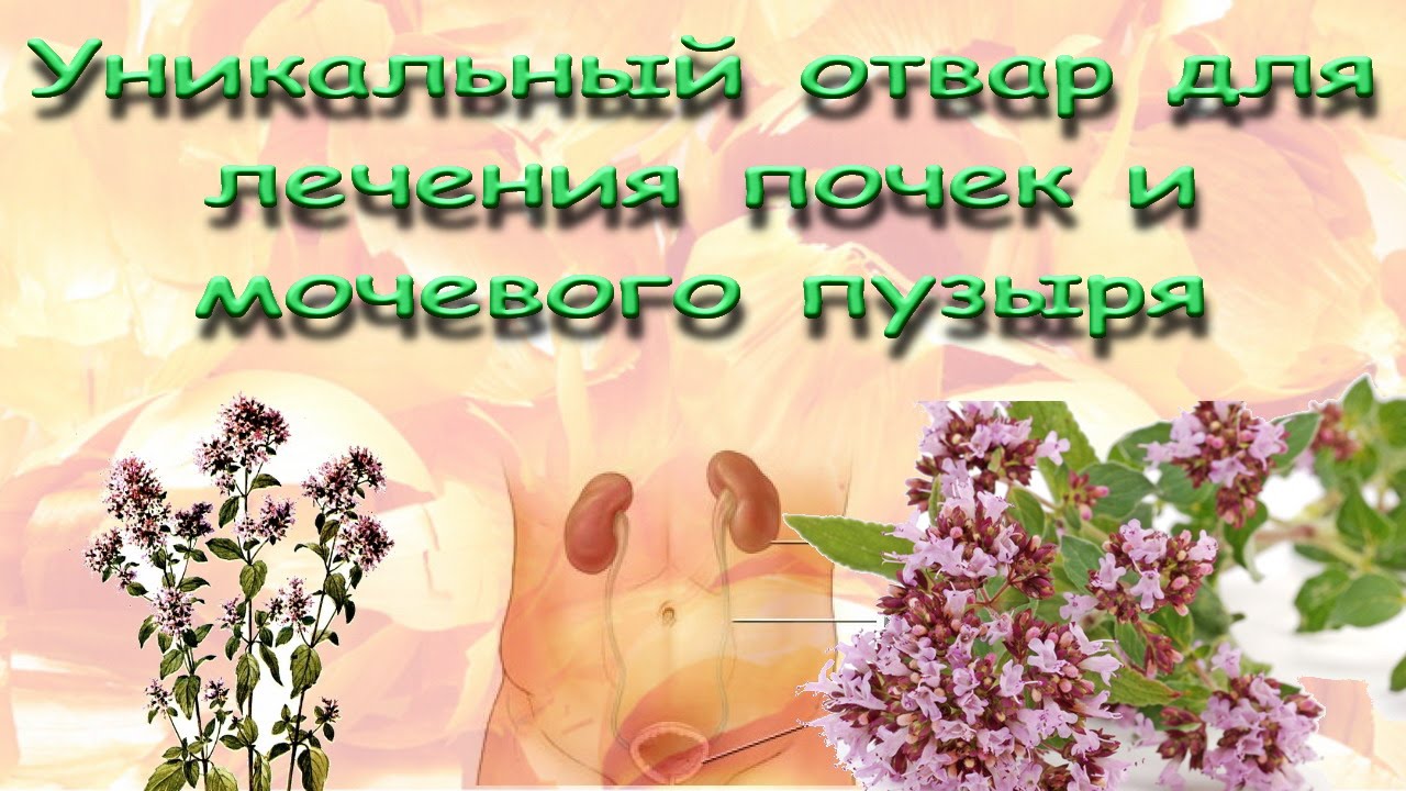 Уникальный отвар для лечения почек и мочевого пузыря.