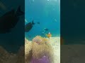 Mesmerizing Ocean World You’ve Never Seen Before #shorts #underwater #oceanlife #seacreatures