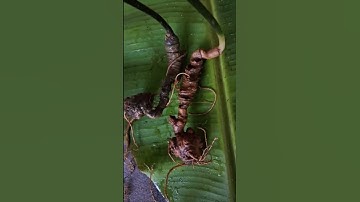 🫧🔸️🫧 Tuyệt phẩm SÂM RỪNG2 Củ sâm rừng siêu già nặng #95gam. Mỗi cụ 15 năm tuổi ,mắt sâm chi chít