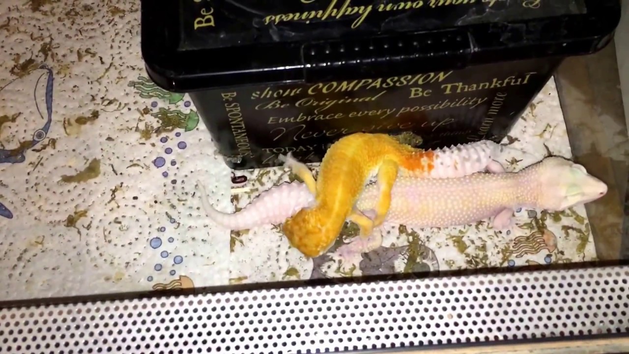 awesome oscillator Orange on White Lizard Fire