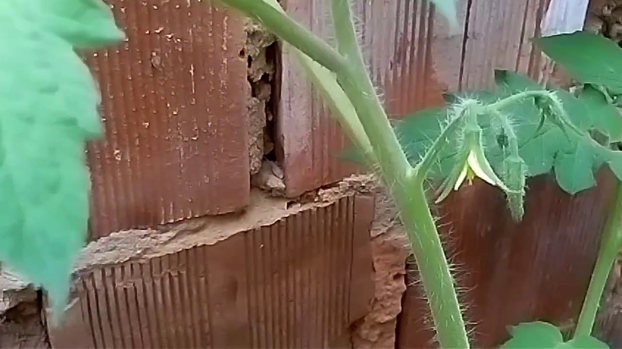 josef stalin Boas plantas