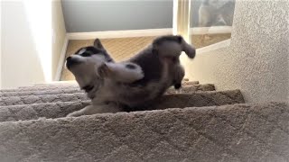 Funny Dogs vs Stairs - Puppy Walks Down Stairs Puppy Tries Stairs For First Time Videos Compilation