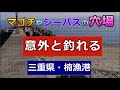 マゴチやシーバスの穴場・意外と釣れる・三重県楠漁港の釣り場紹介