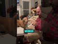 A dog helping his owner save a money to a glue🥹🐶 #animals #shorts #dogshorts #fypシ