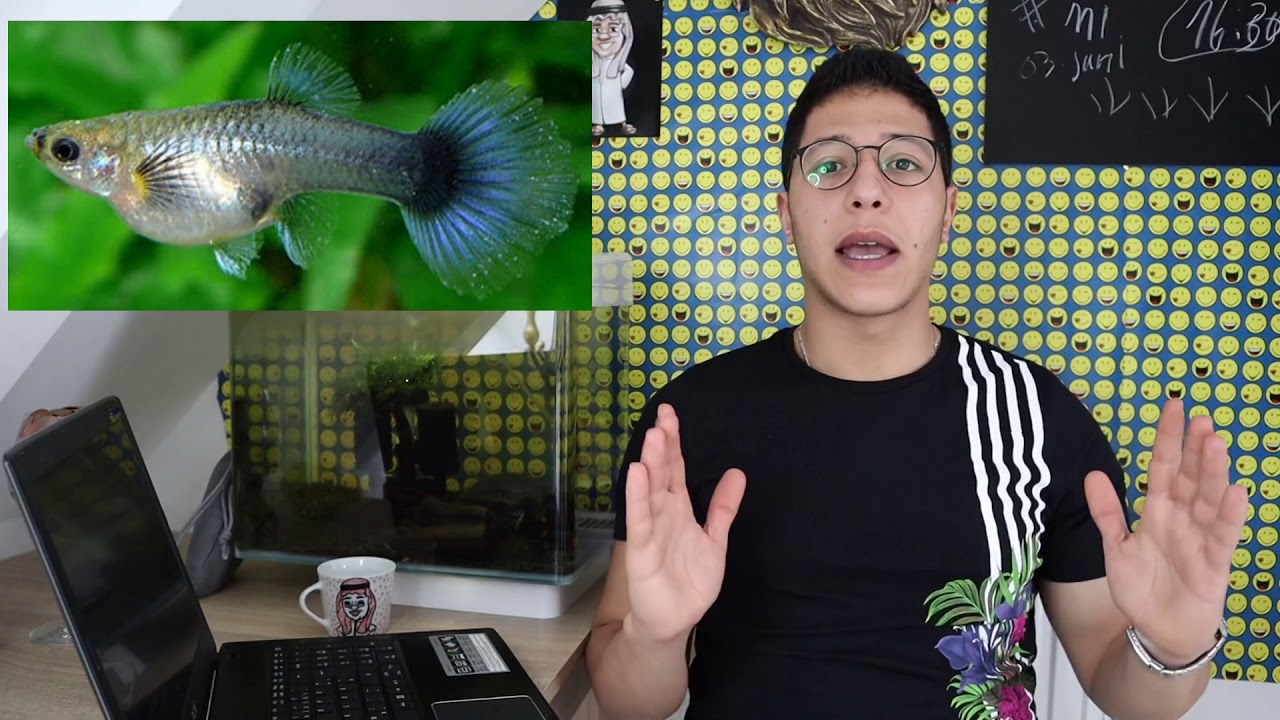 سمكة الغوبي تفريخها والعناية بها