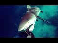 Shark attack  bullshark attacks spearfisherman