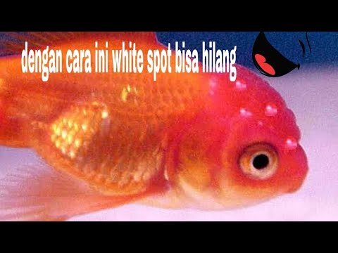 Cara mengobati white spot, kutu dan jamur pada ikan mas koki