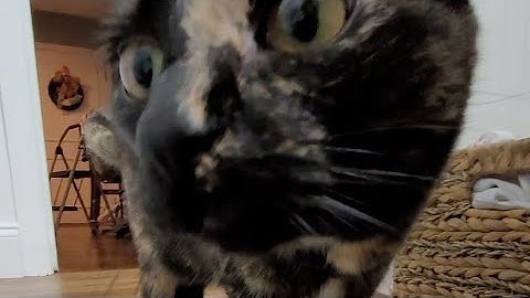 My cats react to catnip bubbles for the first time.