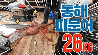 피문어 낚시 드디어 크라켄 영접!!! : 강릉항